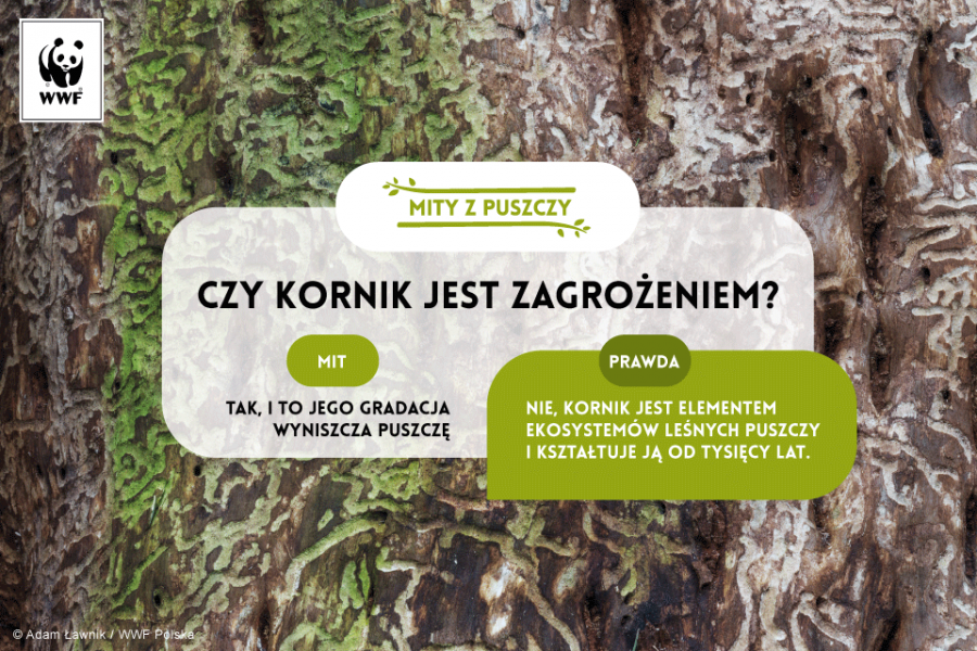 Puszcza Białowieska | WWF Polska